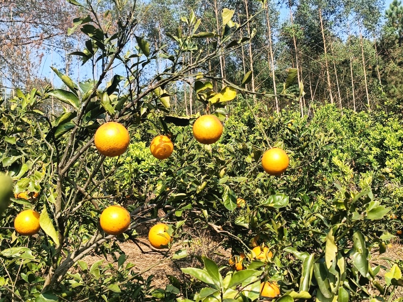 广西金秀代办各种柑橘百家果砂糖橘沃柑蜜橙马水橘好果次果