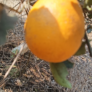 广西金秀代办各种柑橘百家果砂糖橘沃柑蜜橙马水橘好果次果