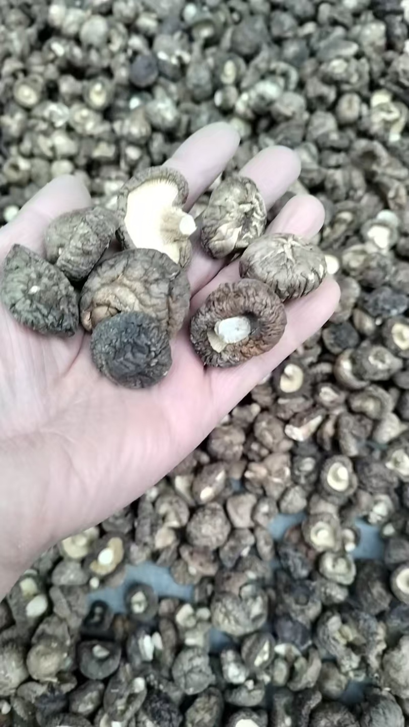 泌阳干香菇2-5cm2026新上市