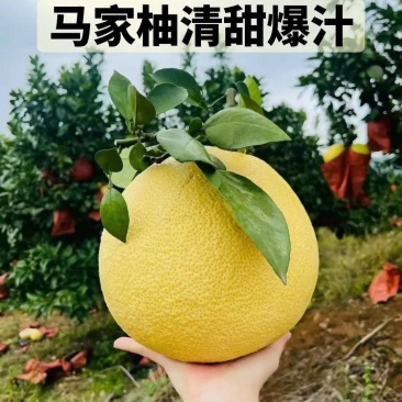 马家柚大量批发