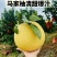 马家柚大量批发