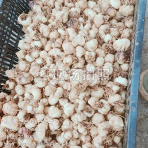 菜百合种球包质包量
