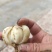 菜百合种球包质包量