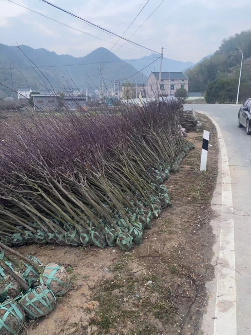 中国红枫