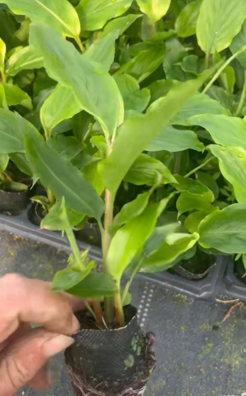 【推荐】广西草豆蔻藤果子，一手货源，自产自销，价格优惠