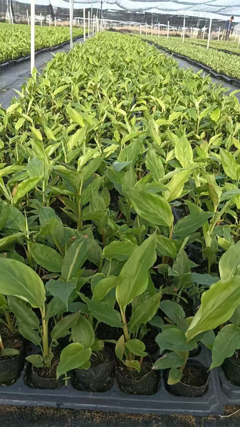 【推荐】广西草豆蔻藤果子，一手货源，自产自销，价格优惠