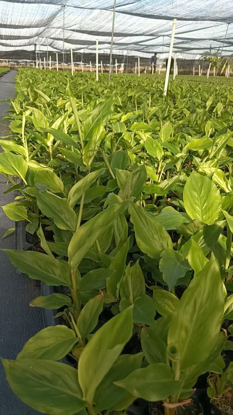 【推荐】广西草豆蔻藤果子，一手货源，自产自销，价格优惠