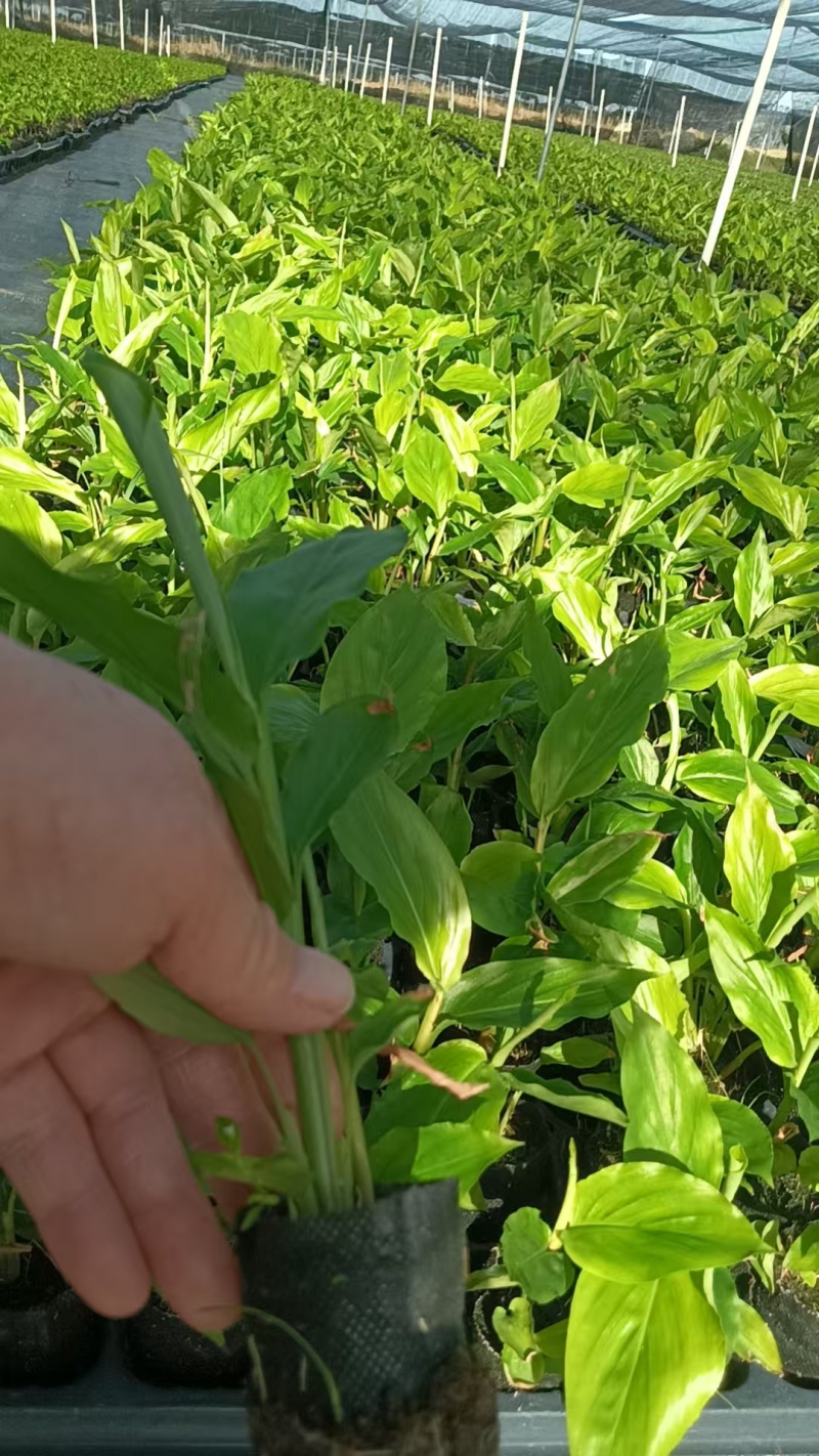 【推荐】广西草豆蔻藤果子，一手货源，自产自销，价格优惠