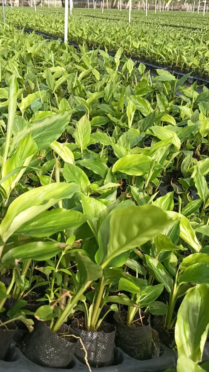 【推荐】广西草豆蔻藤果子，一手货源，自产自销，价格优惠