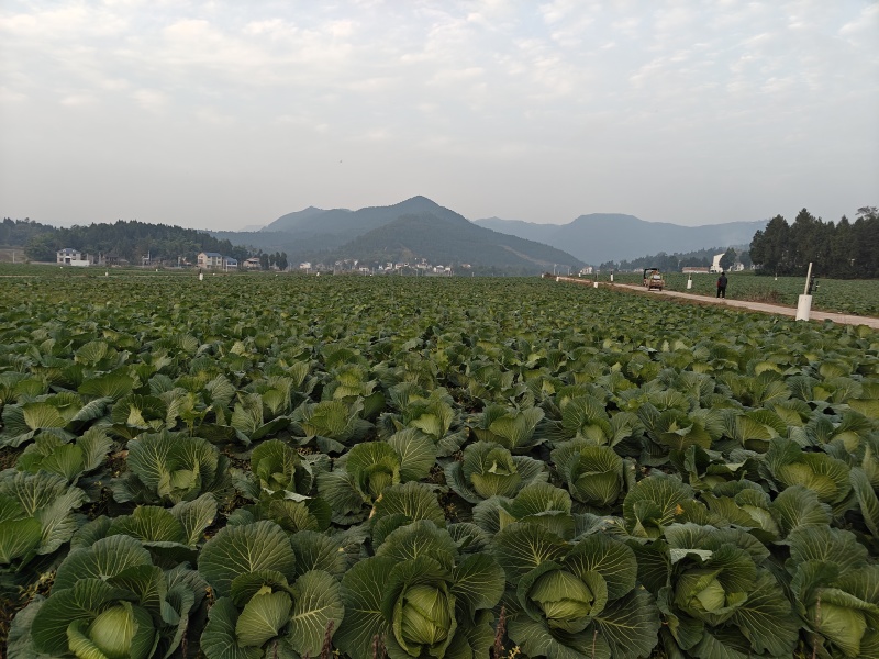 五百亩精品脆莲白，青秀无虫眼，对接全国客商。