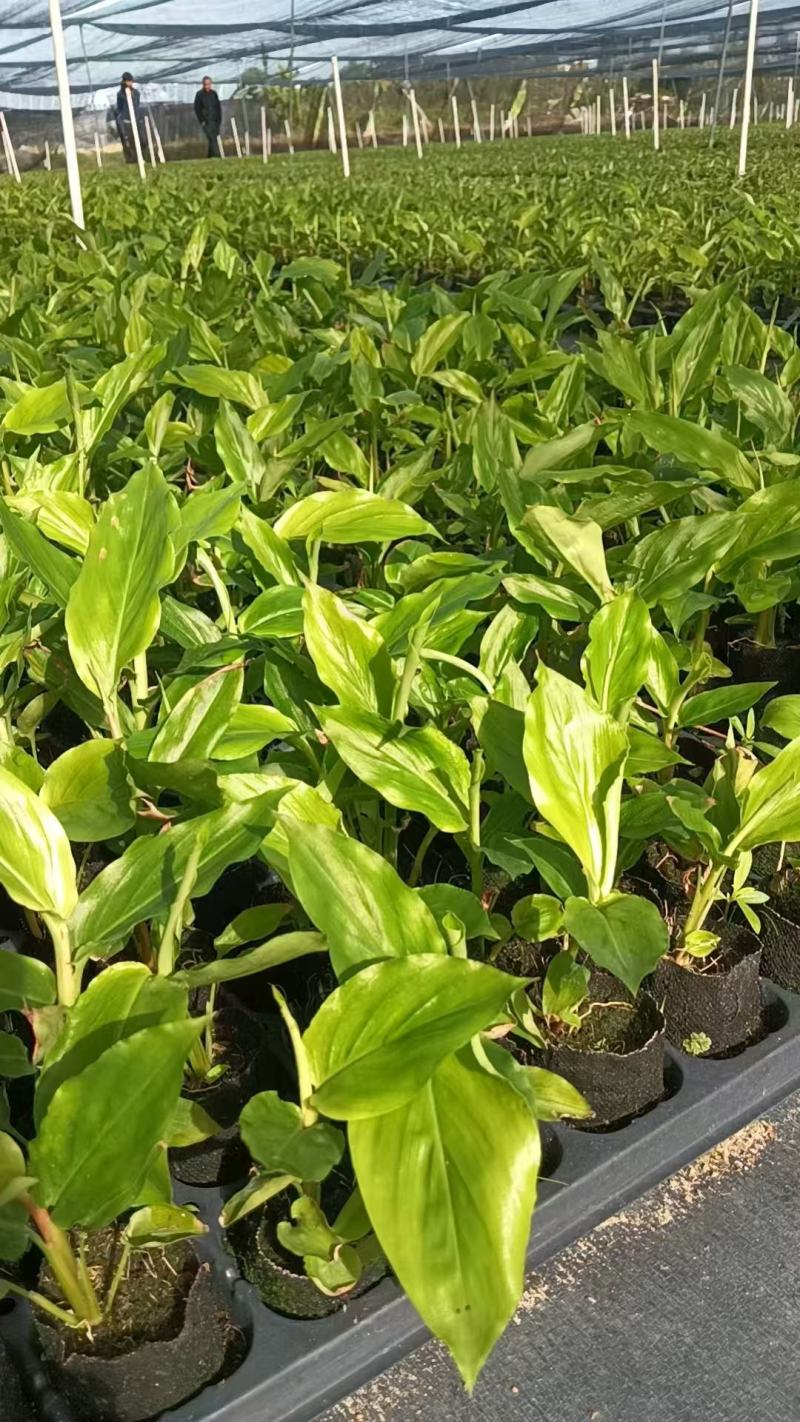 【推荐】广西草豆蔻藤果子，一手货源，自产自销，价格优惠