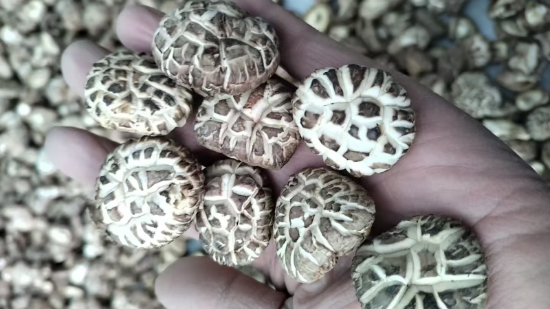 新麻花菇品质优良产地直供