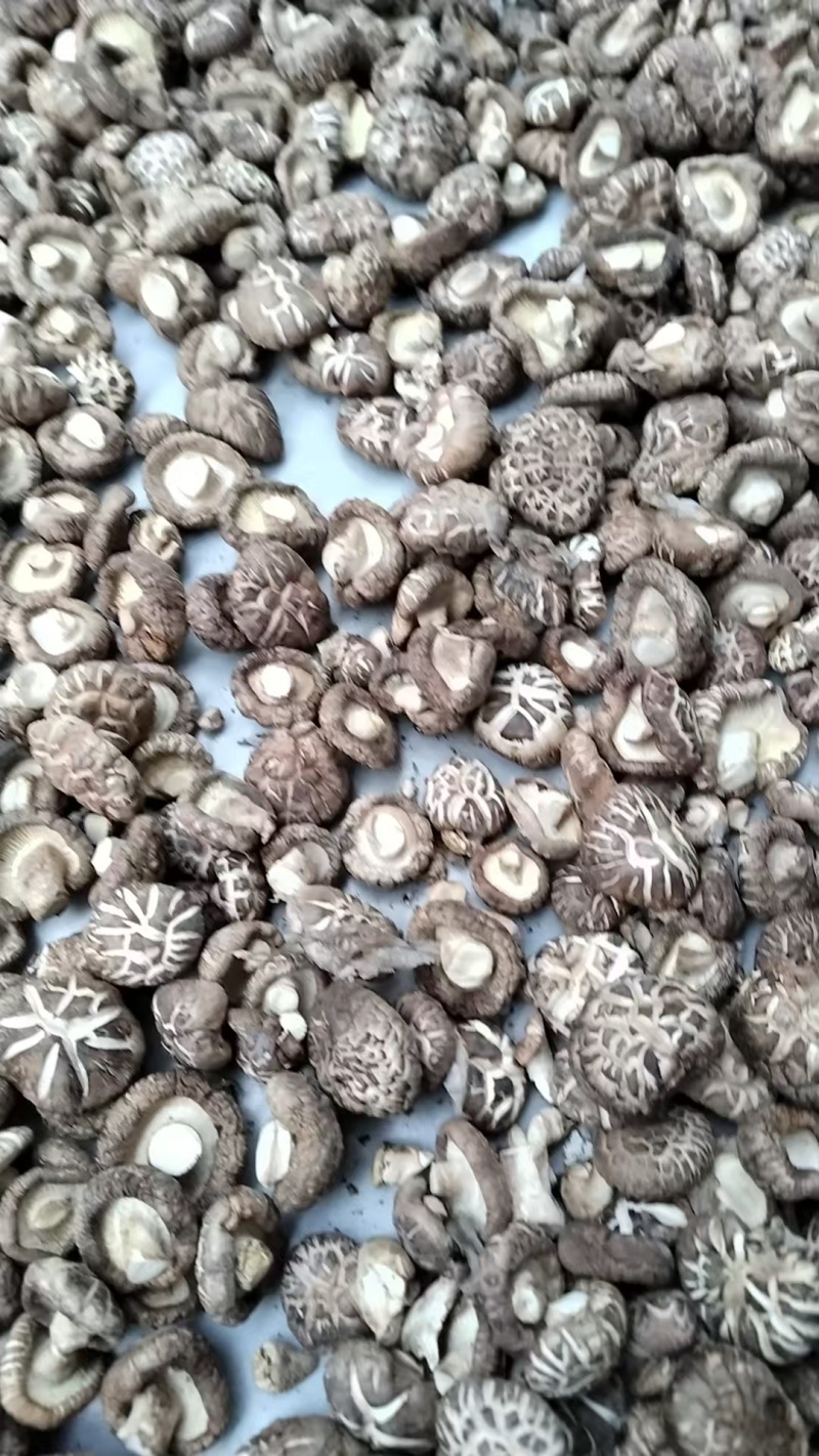 新麻花菇品质优良产地直供