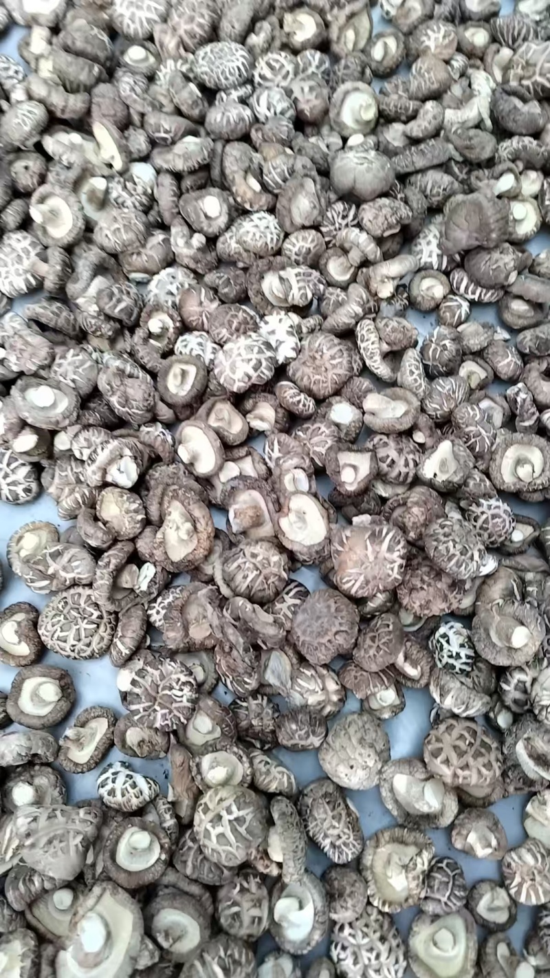 新麻花菇品质优良产地直供