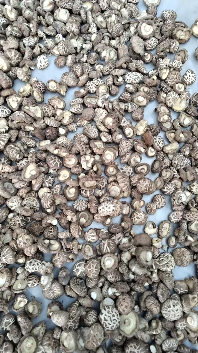 新麻花菇品质优良产地直供