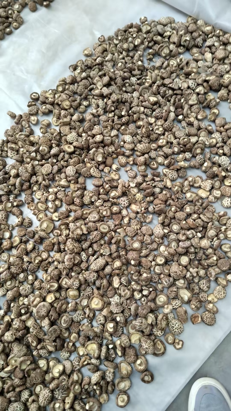 新麻花菇品质优良产地直供