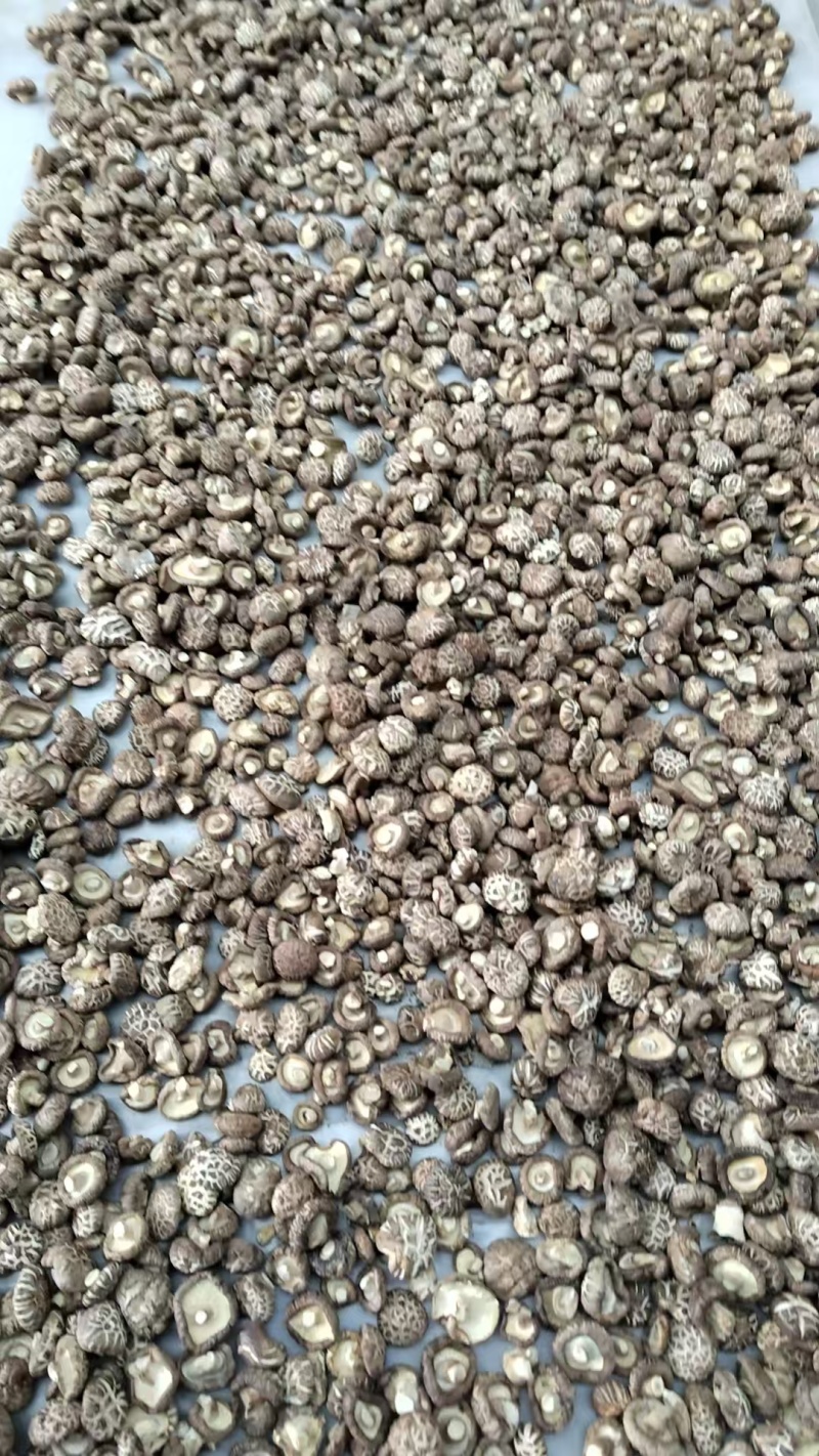 新麻花菇品质优良产地直供
