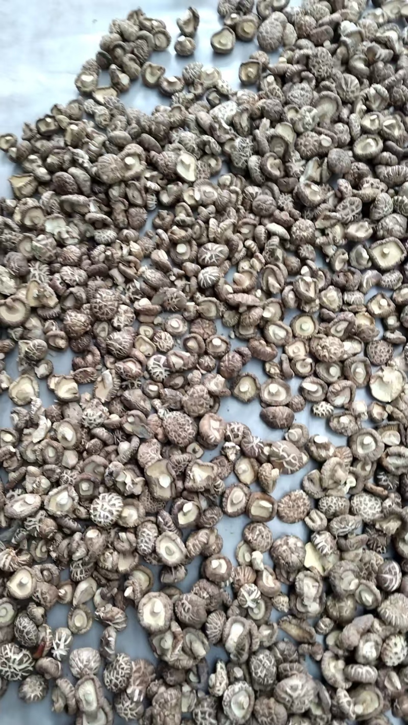 新麻花菇品质优良产地直供