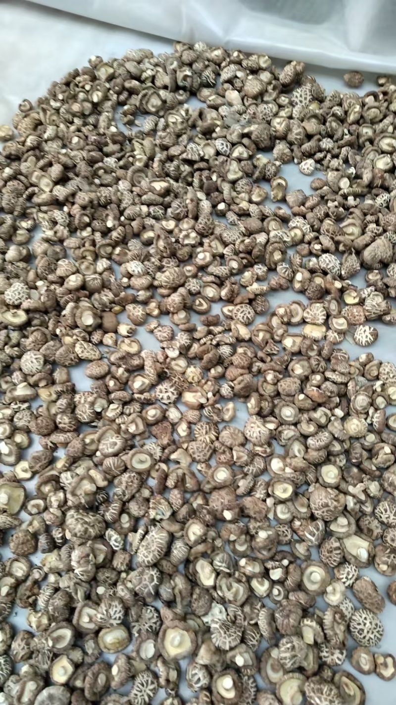 新麻花菇品质优良产地直供