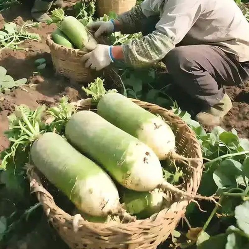 青皮白萝卜/毛菜上车价/当天采摘/当天发车/欢迎来电