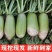 青皮白萝卜/毛菜上车价/当天采摘/当天发车/欢迎来电
