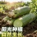 青皮白萝卜/毛菜上车价/当天采摘/当天发车/欢迎来电