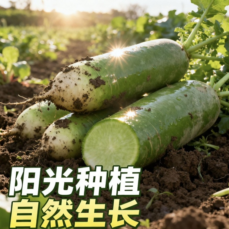 青皮白萝卜/毛菜上车价/当天采摘/当天发车/欢迎来电