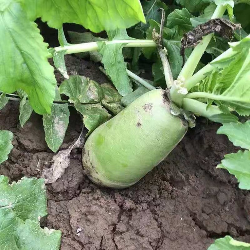 青皮白萝卜/毛菜上车价/当天采摘/当天发车/欢迎来电