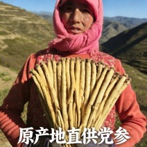 甘肃岷县白条党参鲜党参产地一手货源量大优惠欢迎合作