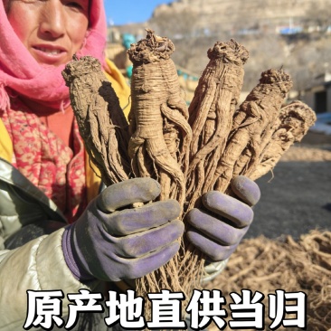 正宗岷县当归无熏硫，规格齐全，原产地发货，量大优惠欢迎合