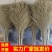 大扫把脱叶手工编织硬枝无叶耐磨耐用可对接商超市场欢迎