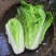 大白菜/打霜大白菜/产区直发/湖北天门白菜/现货