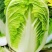 大白菜/打霜大白菜/产区直发/湖北天门白菜/现货
