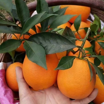 精品长虹脐橙自己种植一手货源价格优惠欢迎来电洽谈