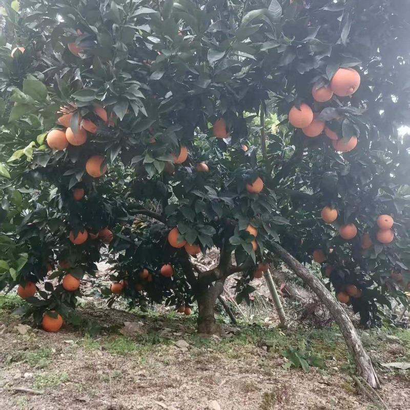 湖北宜昌纽荷尔脐橙大量上市现摘现发一手货源欢迎来电