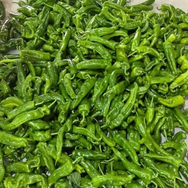 301尖椒精品