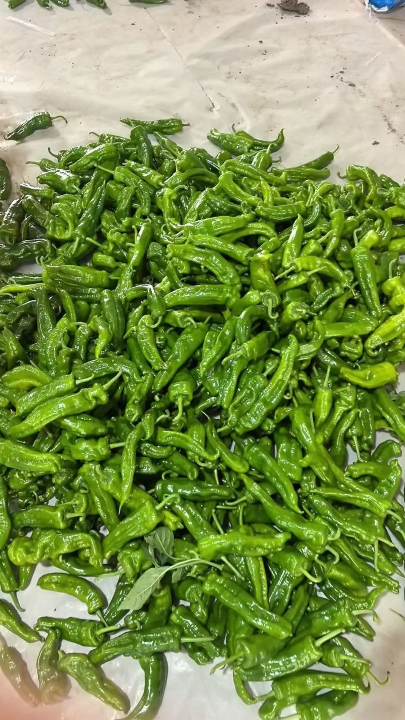 301尖椒精品