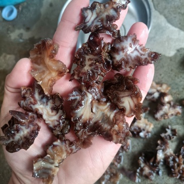 猴脑菌片泡发率13斤左右单片猴脑菇菌片核桃菌片玛卡菌片
