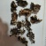 猴脑菌片泡发率13斤左右单片猴脑菇菌片核桃菌片玛卡菌片