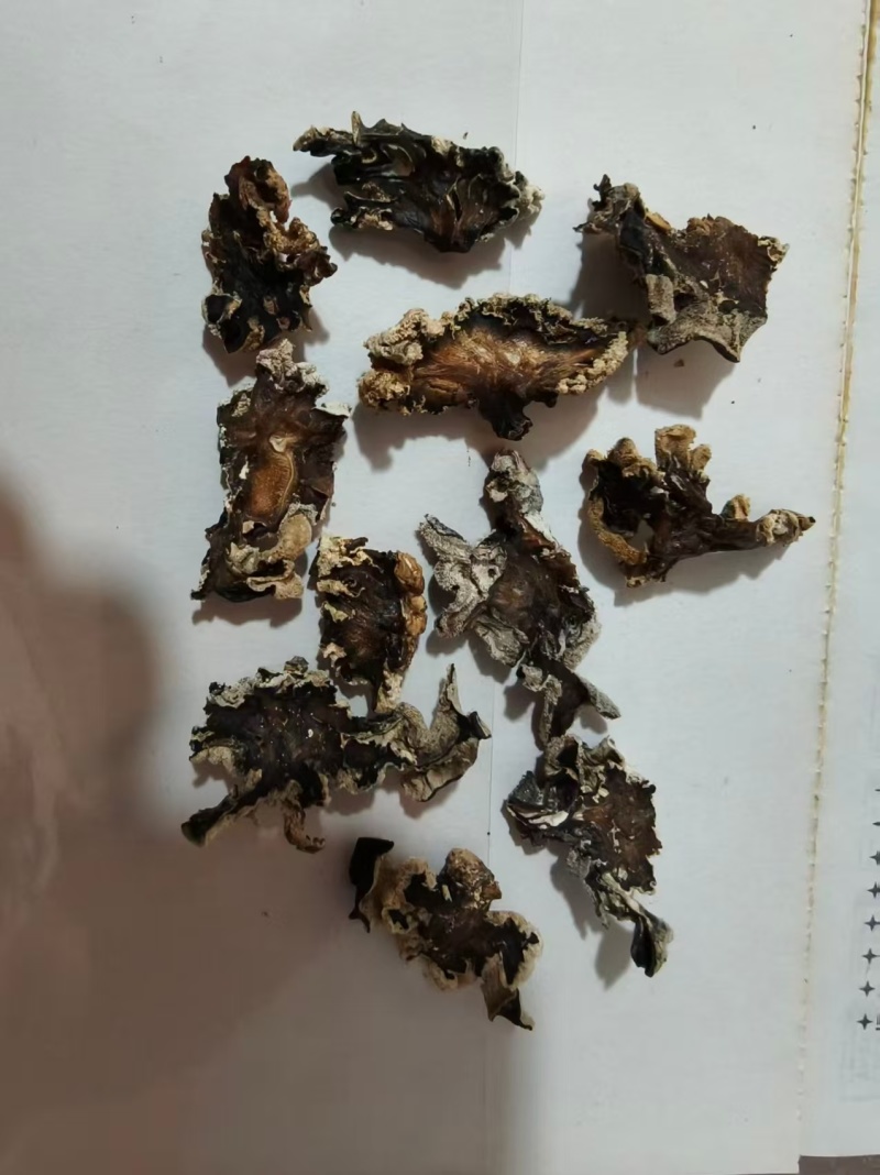 猴脑菌片泡发率13斤左右单片猴脑菇菌片核桃菌片玛卡菌片