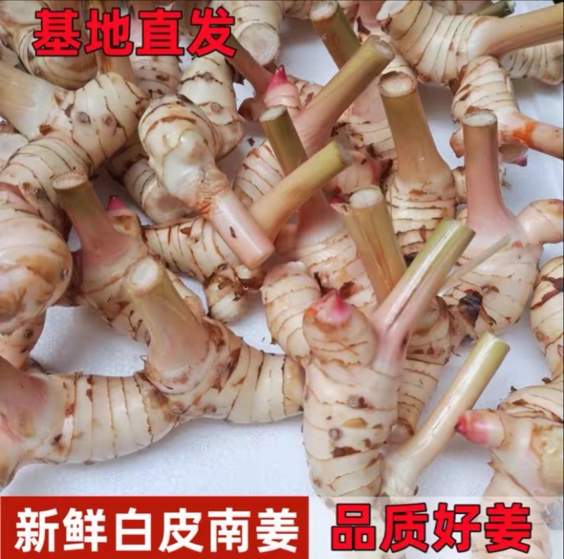 广西新鲜白皮南姜高良姜现挖速发对接加工厂调料厂餐饮店