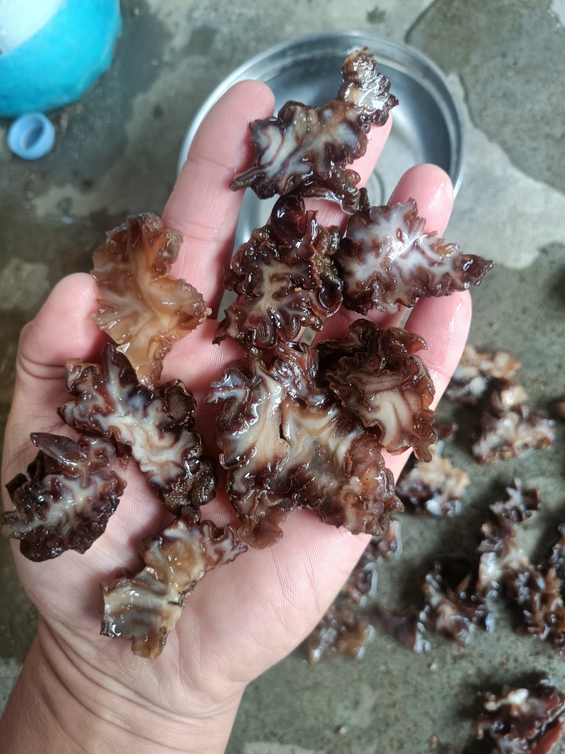 猴脑菌片泡发率13斤左右单片猴脑菇菌片核桃菌片玛卡菌片