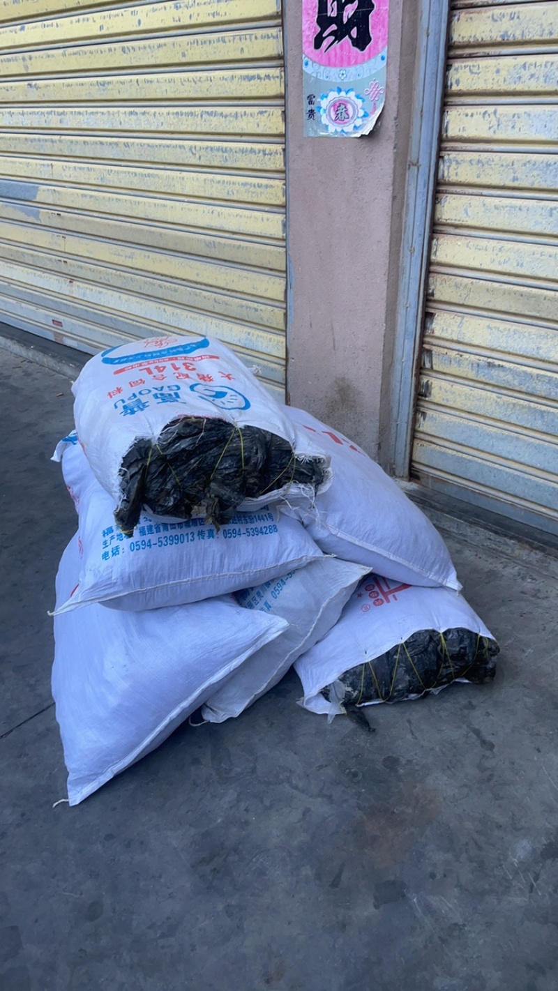 福建精品干海带，产地一手货源，全国发货量大价优！