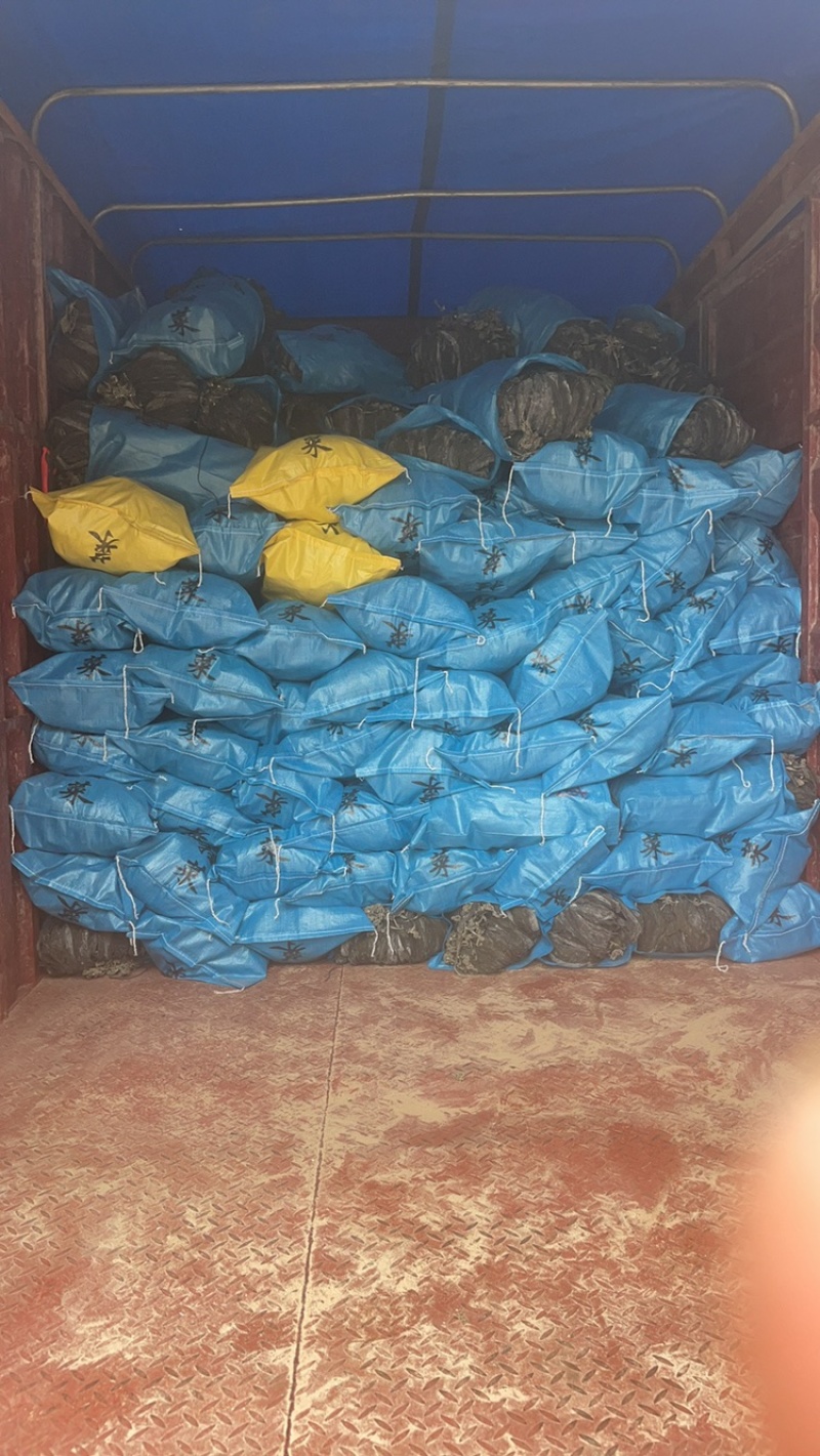 福建精品干海带，产地一手货源，全国发货量大价优！