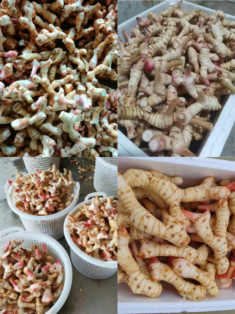 广西新鲜白皮南姜高良姜现挖速发对接加工厂调料厂餐饮店