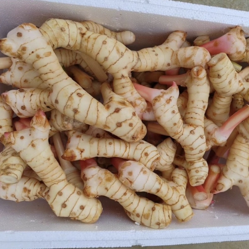 广西新鲜白皮南姜高良姜现挖速发对接加工厂调料厂餐饮店