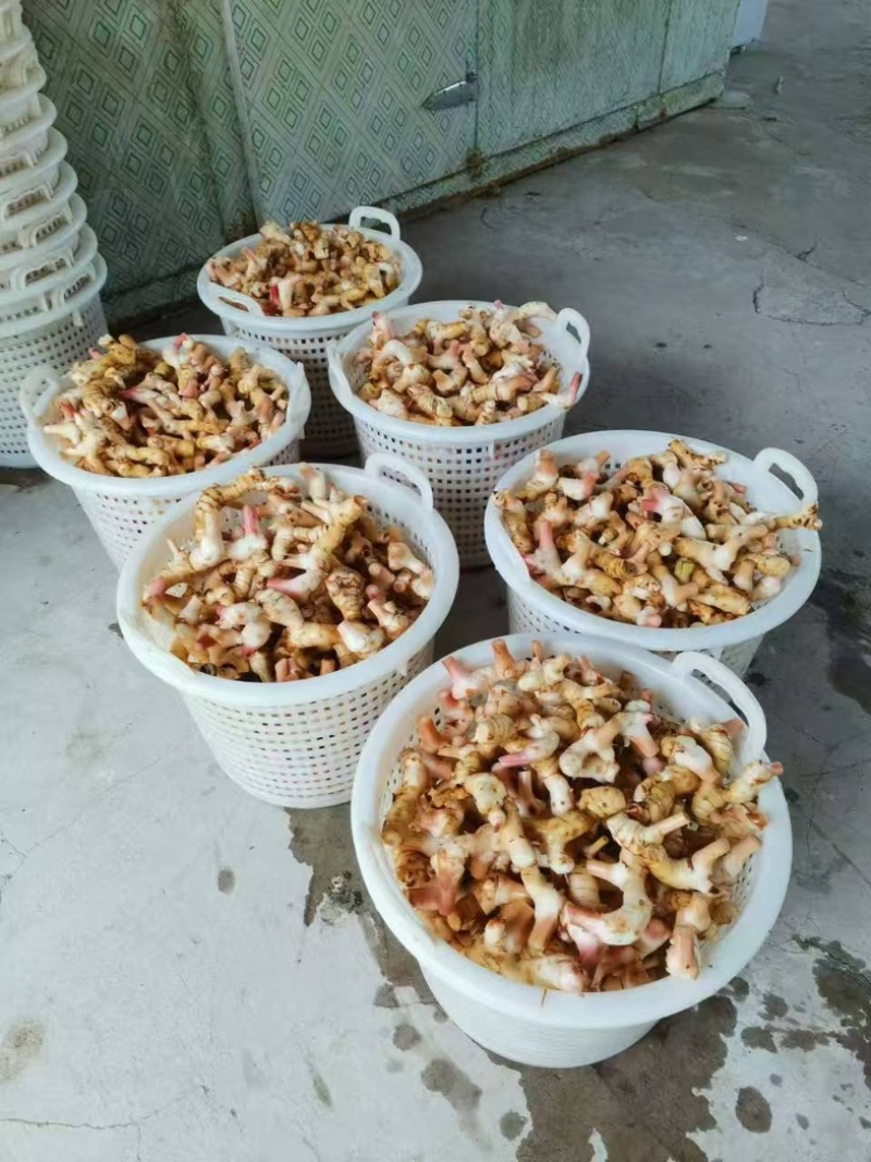 广西新鲜白皮南姜高良姜现挖速发对接加工厂调料厂餐饮店