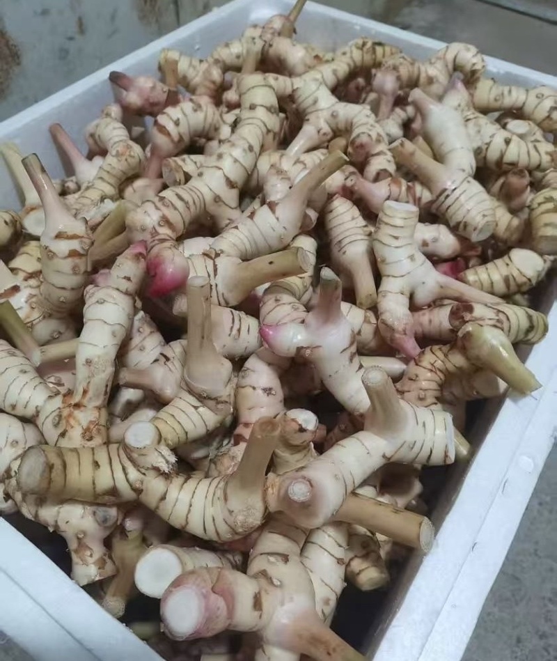 广西新鲜白皮南姜高良姜现挖速发对接加工厂调料厂餐饮店