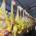 恩施散养土鸡基地直供，现杀现发