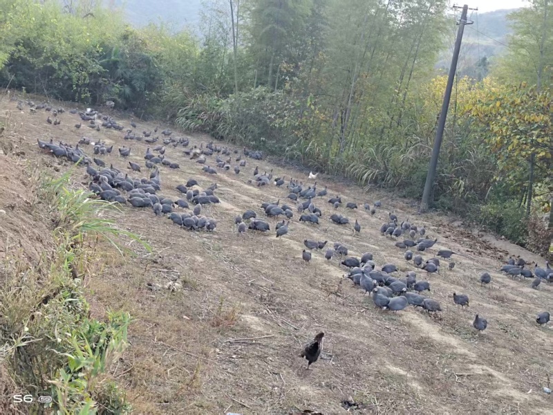 珍珠鸡/湖北珍珠鸡基地直供，规格齐全，价格可谈，欢迎电联